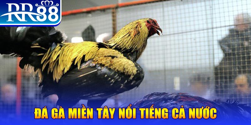 kubet77 đá gà 88